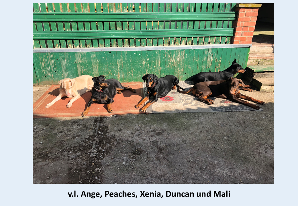 ange, Peaches, Xenia, Duncan, Mali